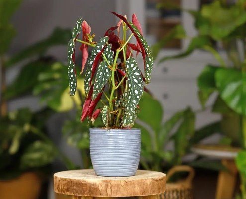 Begonia maculata in casa
