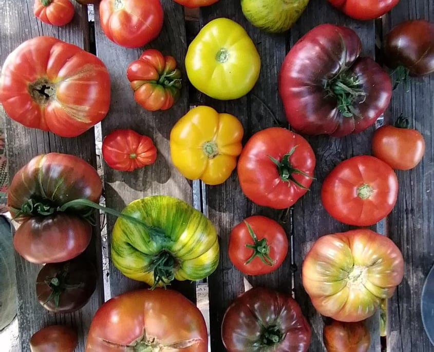 Semi di pomodoro omaggio da Heinz Semi di pomodoro omaggio da Heinz