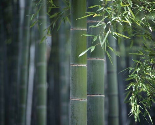 Il Bambù gigante regala ombra e leggerezza