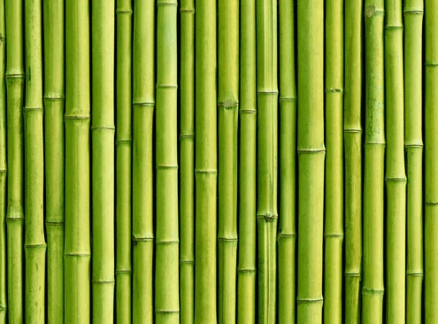 Pianta di Bambù perfetta per ombra e colore in giardino