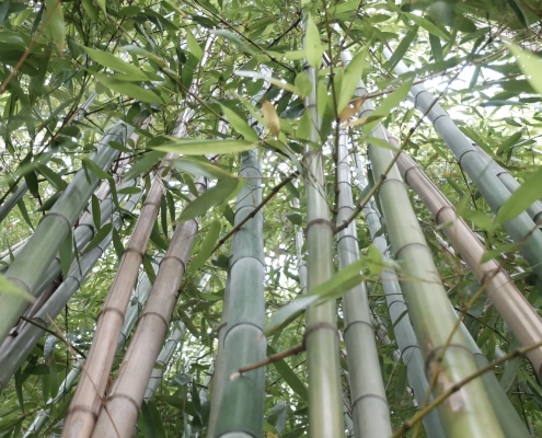 La coltivazione del Bambù per le sue foglie