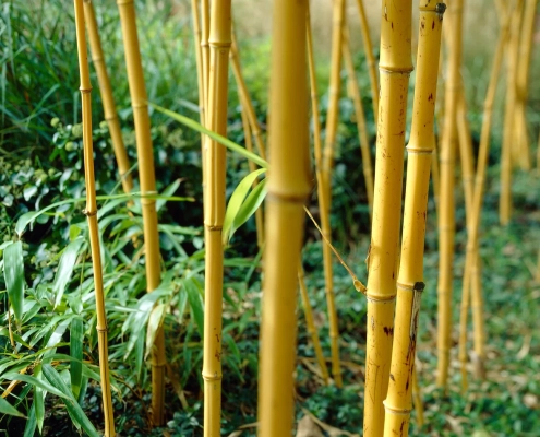 la coltivazione del Bambù giallo