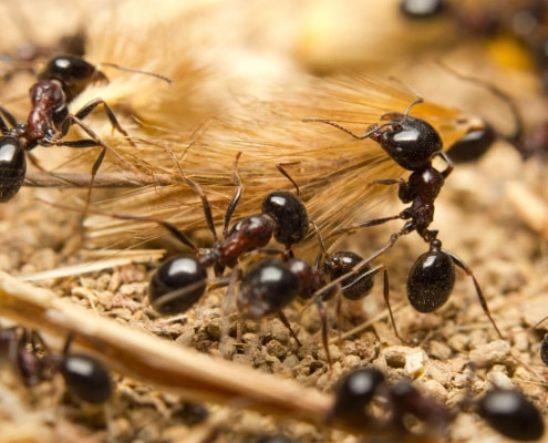 Le formiche fanno scorta di semi