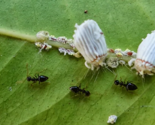 La cocciniglia e le formiche in alleanza