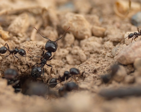 Le formiche infestano il nostro orto