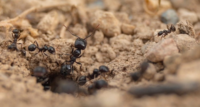 Le formiche infestano il nostro orto