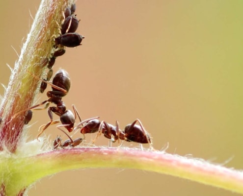 Alleanza tra afidi e formiche
