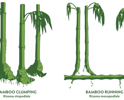 Differenza tra rizoma simpodiale e monopodiale