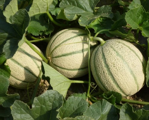 coltivazione varietà retata di melone