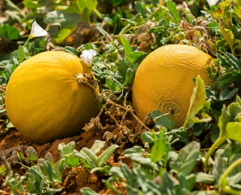 Coltivazione melone giallo