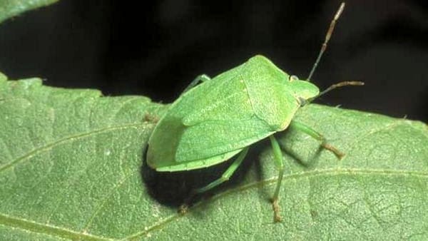 Cimice verde - InOrto