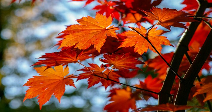 Quando piantare un acero rosso - InOrto