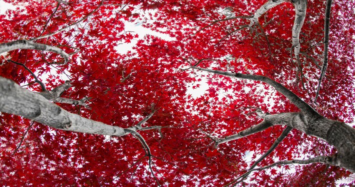 Cure per l’acero rosso - InOrto