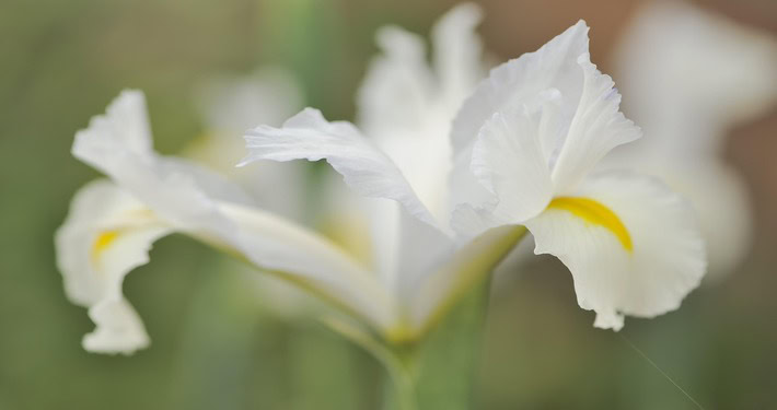 iris bianco - InOrto