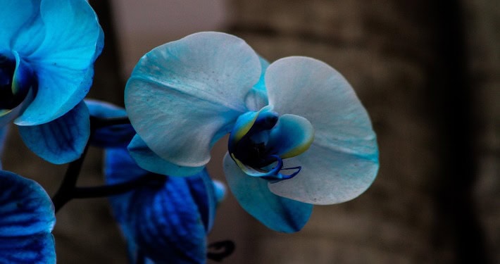 Come coltivare le orchidee blu - InOrto