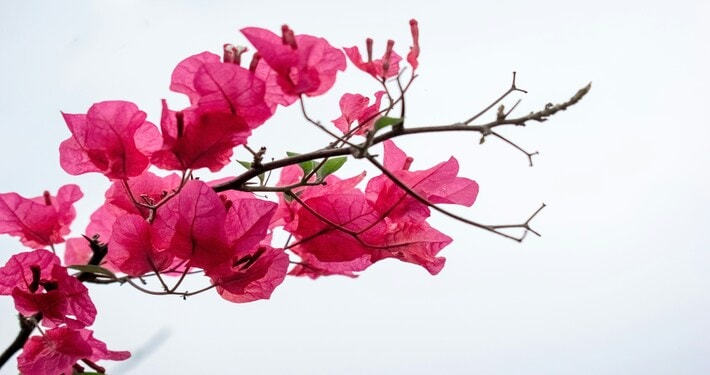 Piante rampicanti: bouganvillea - InOrto
