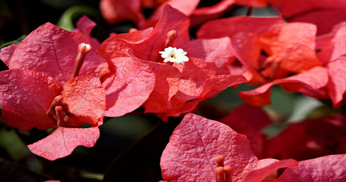Piante rampicanti da fiore: bouganvillea - InOrto