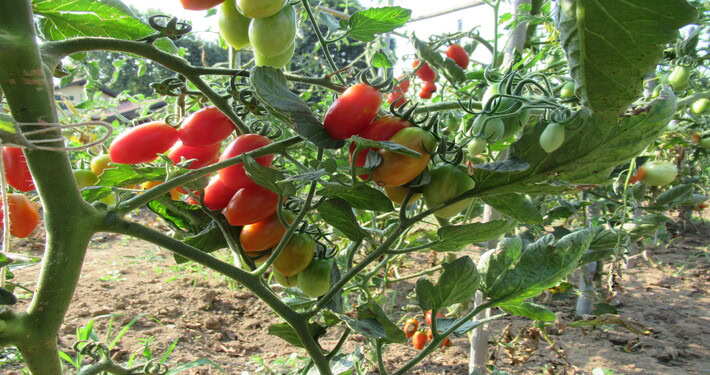 Datterini - InOrto