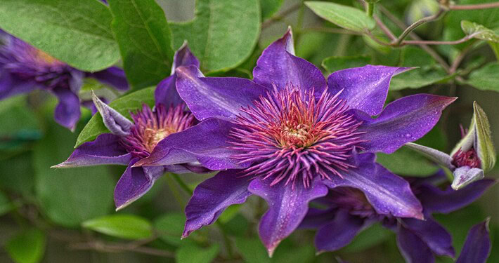 Piante rampicanti da fiore: clematide viola - InOrto