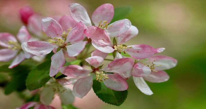 Fiori del melo - InOrto