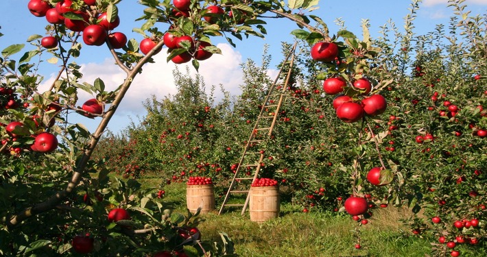 Varietà di mele nel frutteto - InOrto