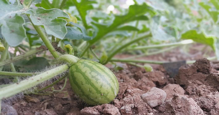 Frutticino di anguria - InOrto