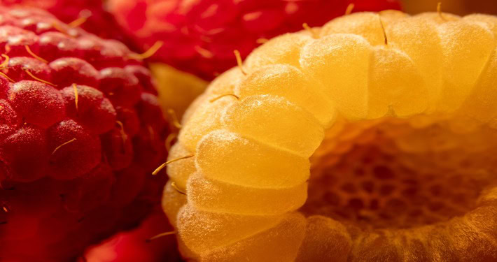 Lampone frutti - InOrto