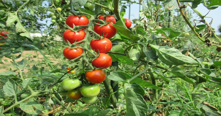 Grappolo di pomodori -InOrto