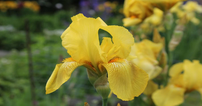 Iris giallo - InOrto