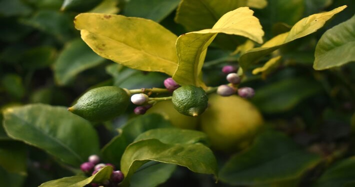 Limoni verdi - InOrto