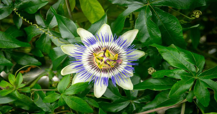 Piante rampicanti da fiore: passiflora - InOrto