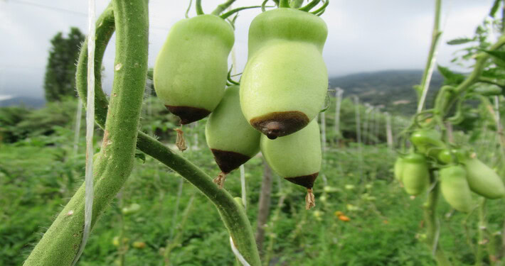Marciume apicale - InOrto