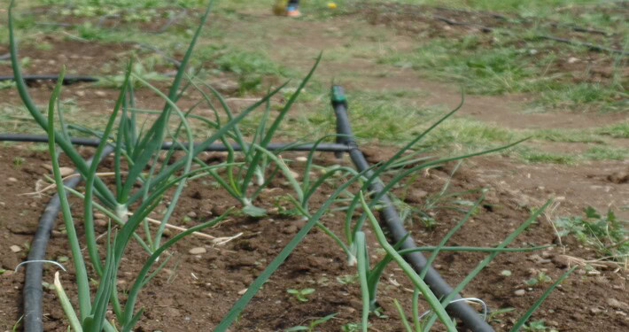 Irrigazione - InOrto