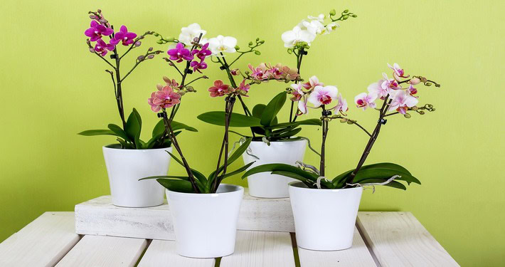 Coltivare orchidee in vaso - InOrto