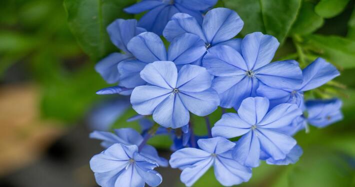 Piante rampicanti da fiore: plumbago - InOrto
