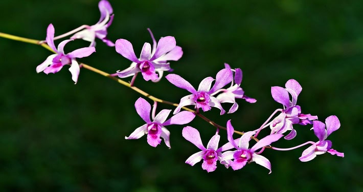 Come coltivare le orchidee viola - InOrto