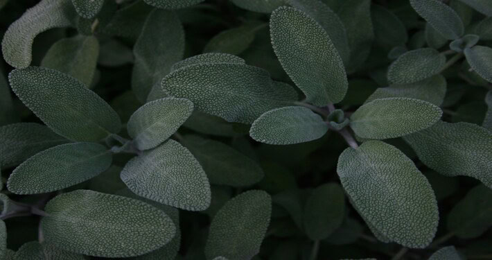 Salvia - InOrto
