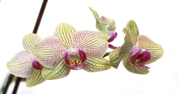 Come riprodurre le orchidee - InOrto