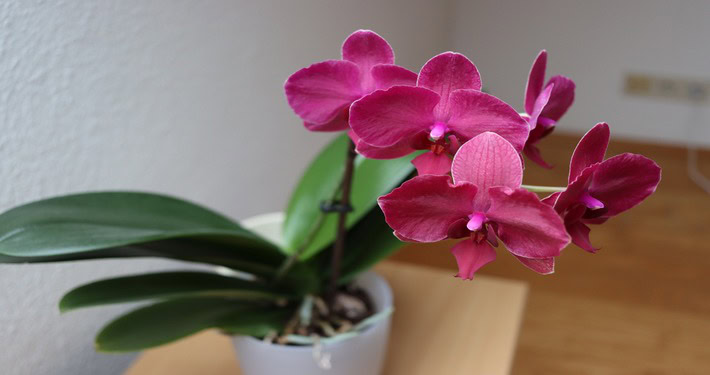 Coltivazione delle orchidee - InOrto