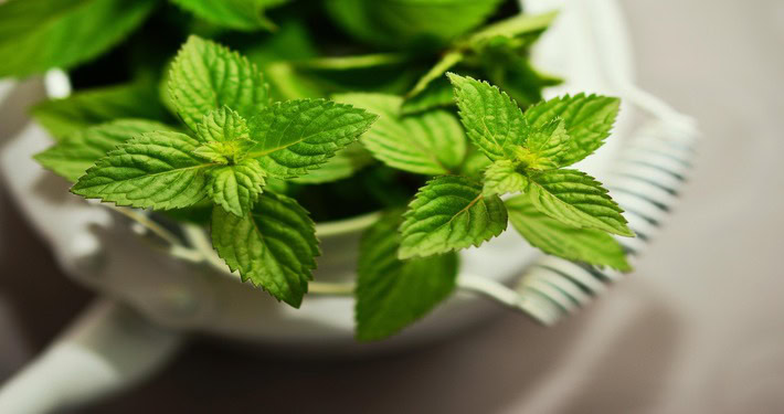 Menta -InOrto