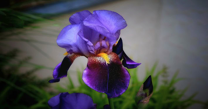 iris blu - InOrto