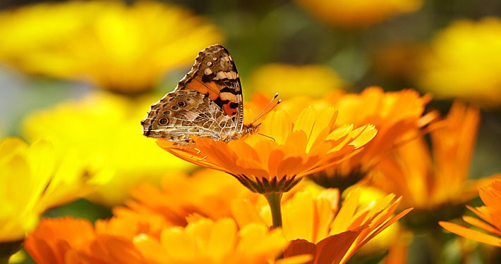 Farfalla su calendula - InOrto