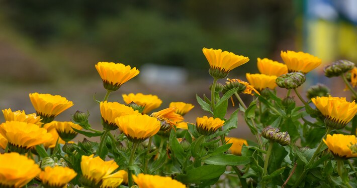 Fiori di calendula - InOrto