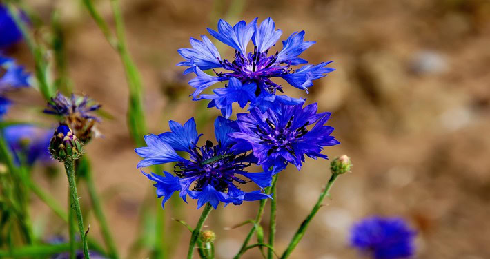 Fiordaliso azzurro - InOrto