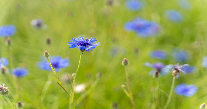 Fiori di fiordaliso