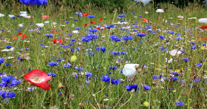 Fiordaliso nel prato fiorito - InOrto