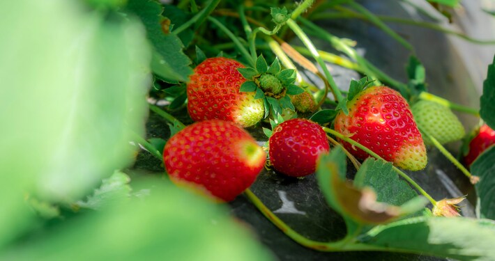 Fragole - InOrto