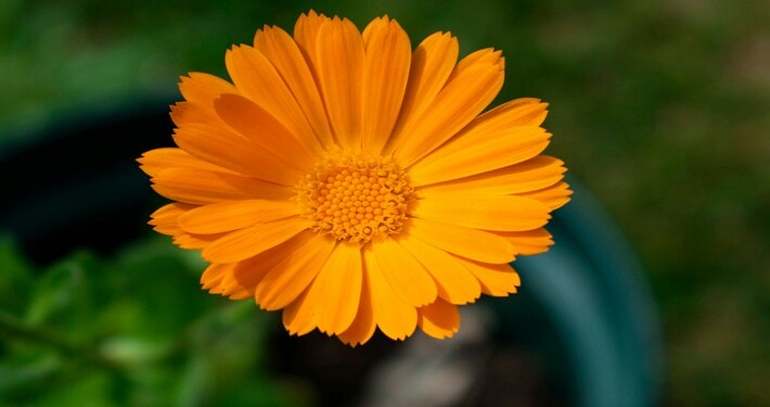 Capolino di calendula - InOrto