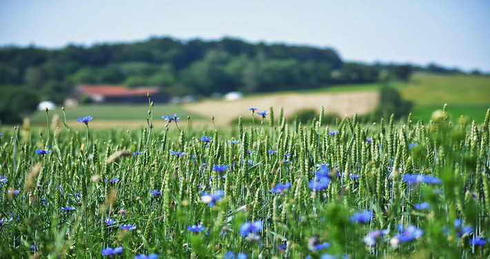 Fiordaliso in mezzo al grano - InOrto