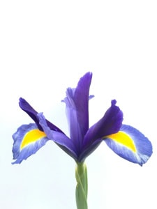 fiore del giaggiolo - InOrto